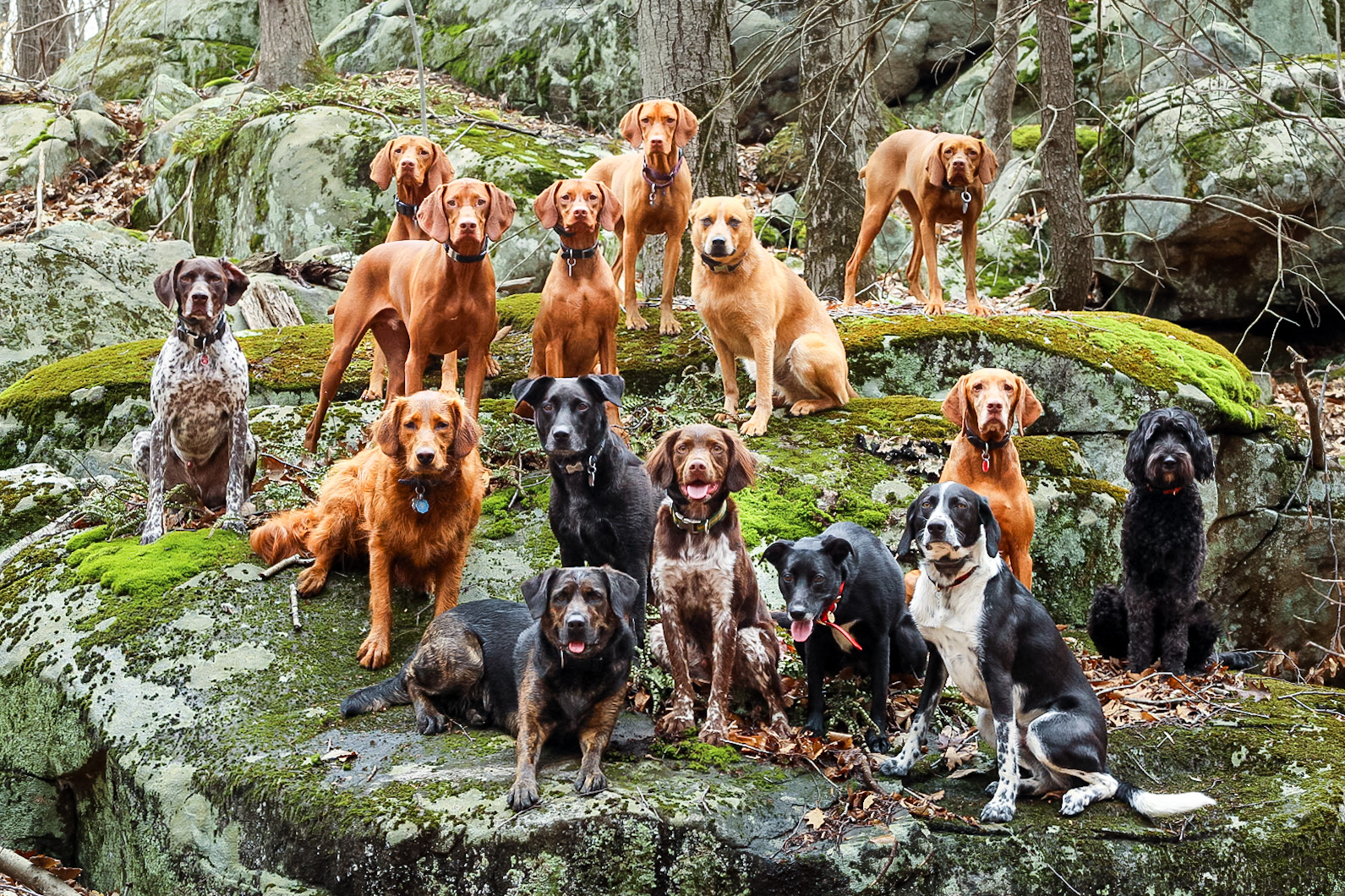 Happy dogs enjoying a pack hike adventure with Expawers
