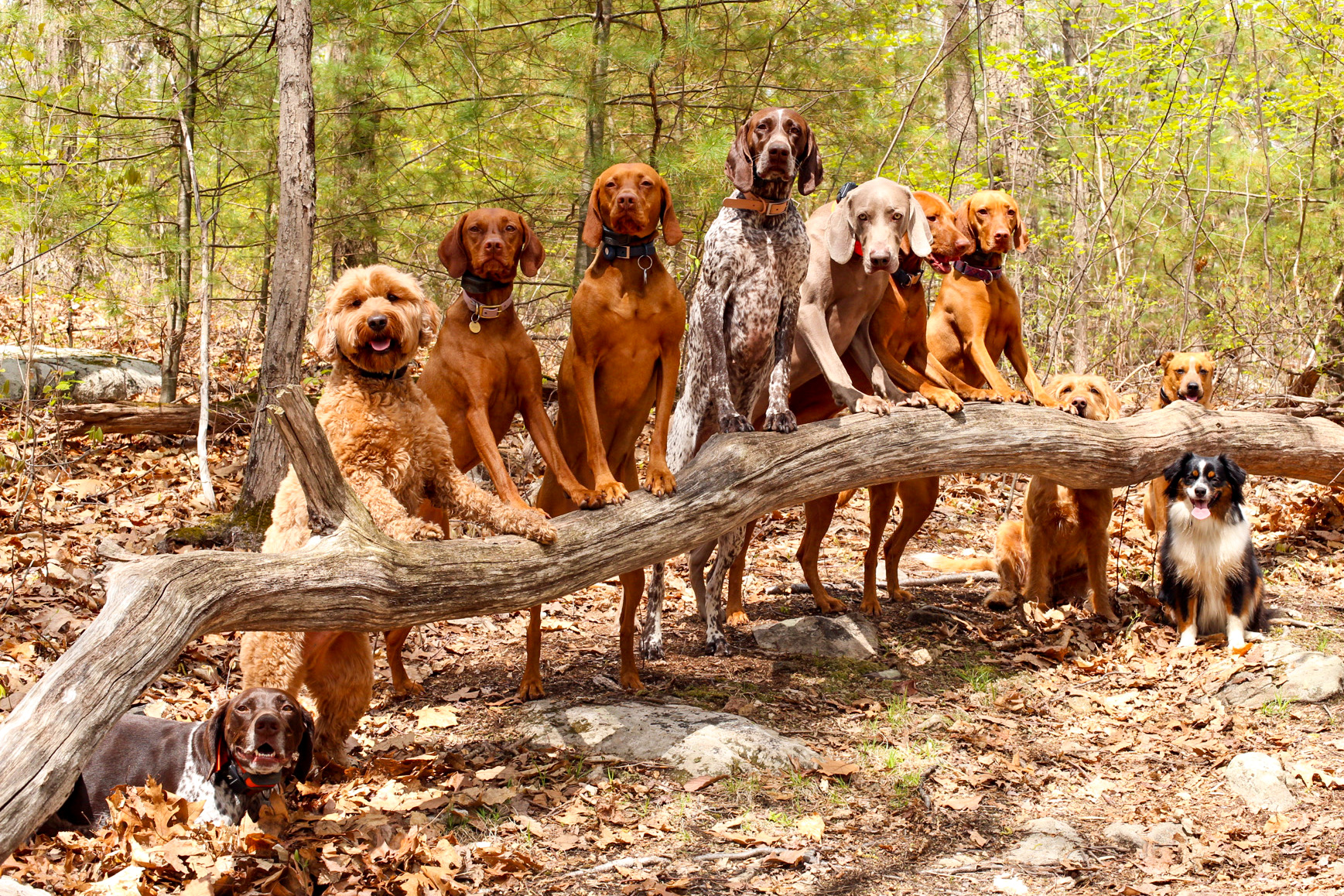 Dogs on trail