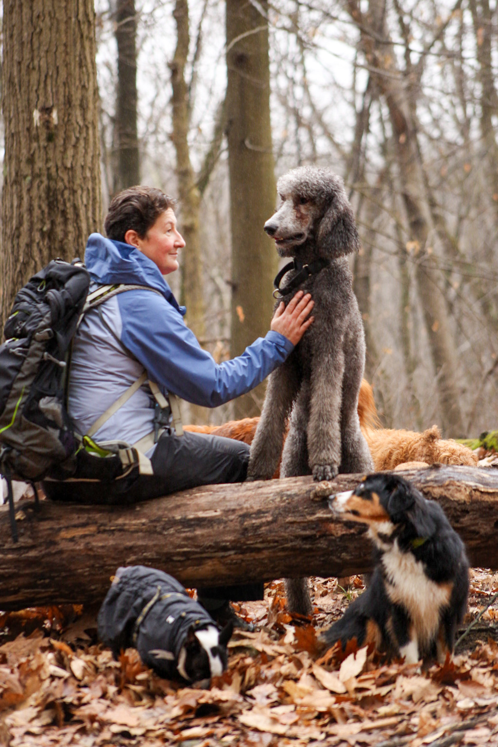 Professional dog training session with Expawers trainer