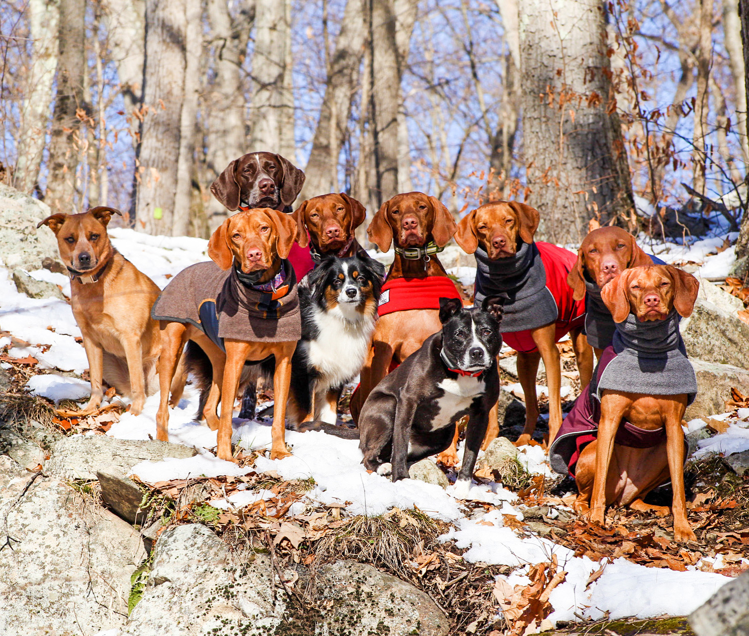 Winter dogs