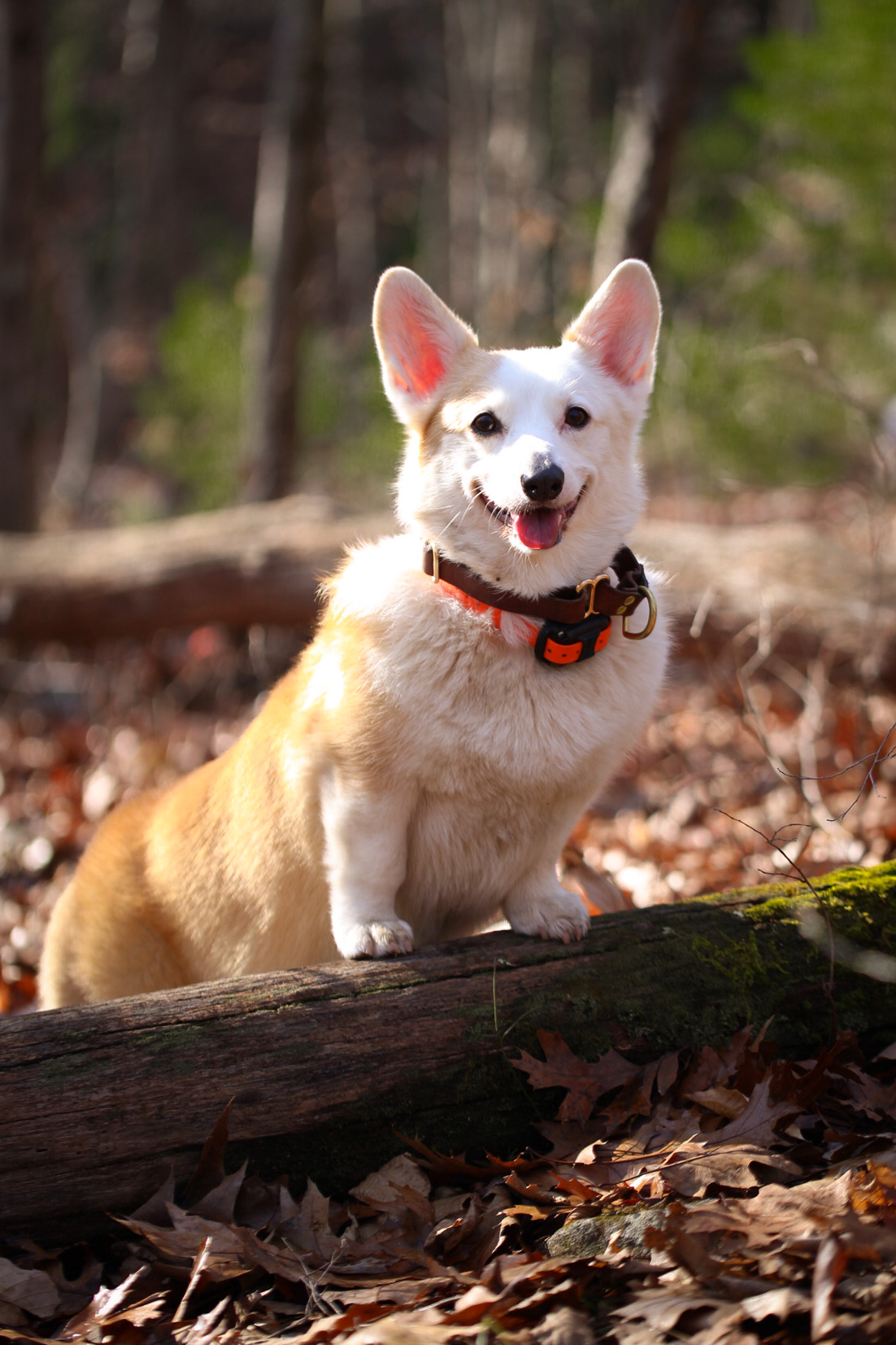 Senior dog enjoying a gentle Legacy Pack hike