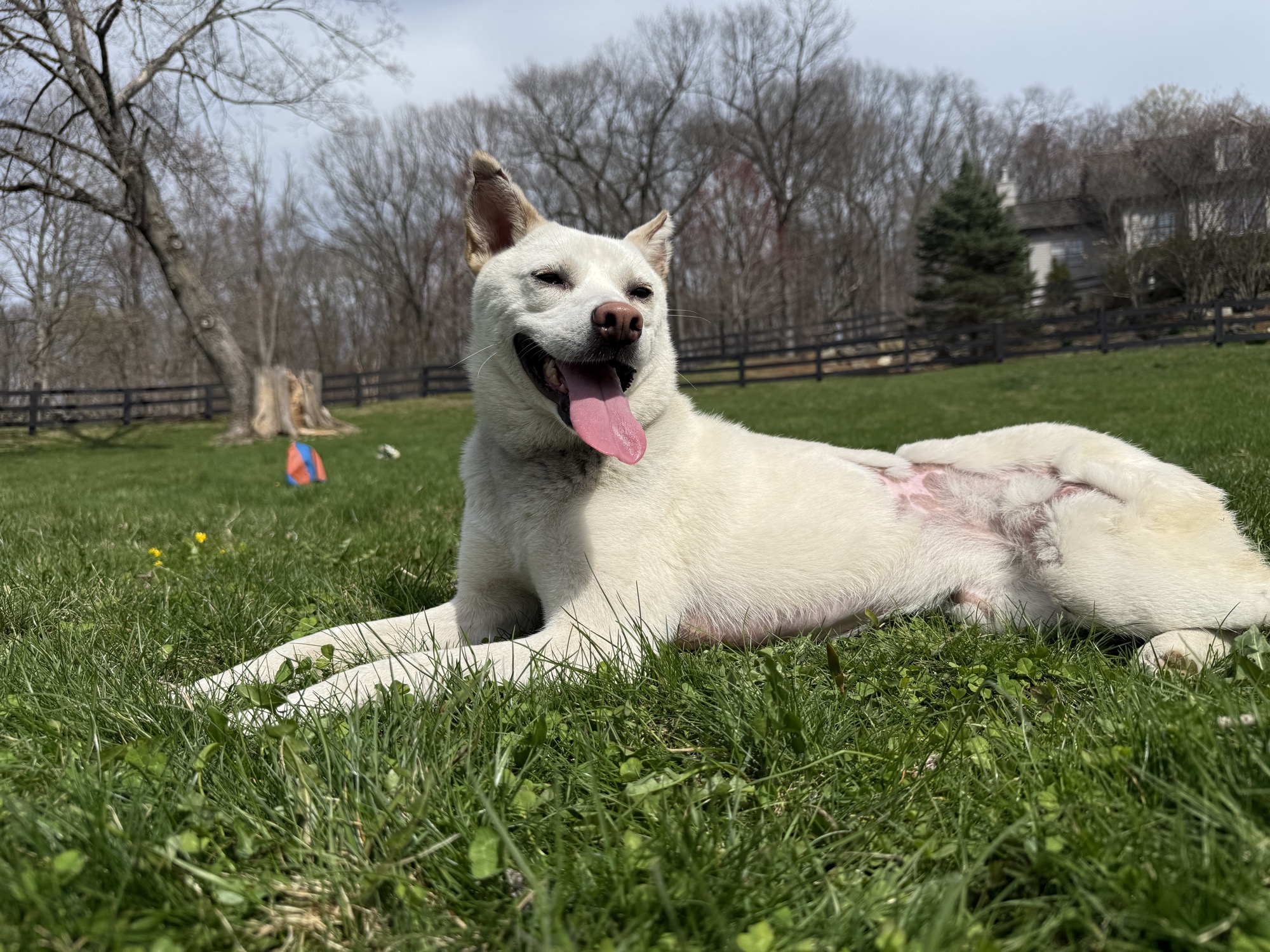 Rescued dog decompressing at Expawers Ranch Foundation